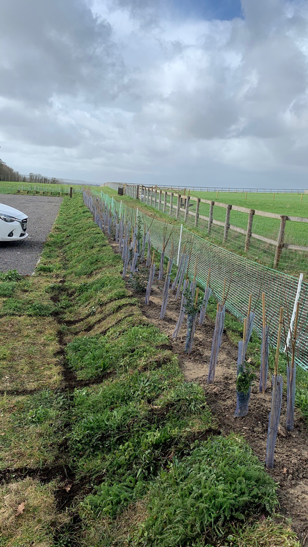 Carpark at Bury hill. Hedge row